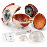 Eye Construction